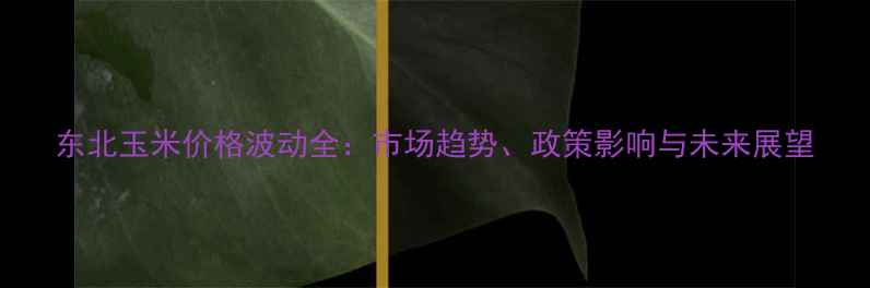 图片 东北玉米价格波动全：市场趋势、政策影响与未来展望