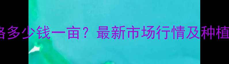 图片 包米价格多少钱一亩？最新市场行情及种植建议全1