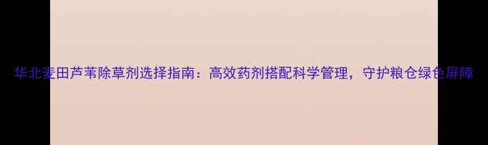 图片 华北麦田芦苇除草剂选择指南：高效药剂搭配科学管理，守护粮仓绿色屏障