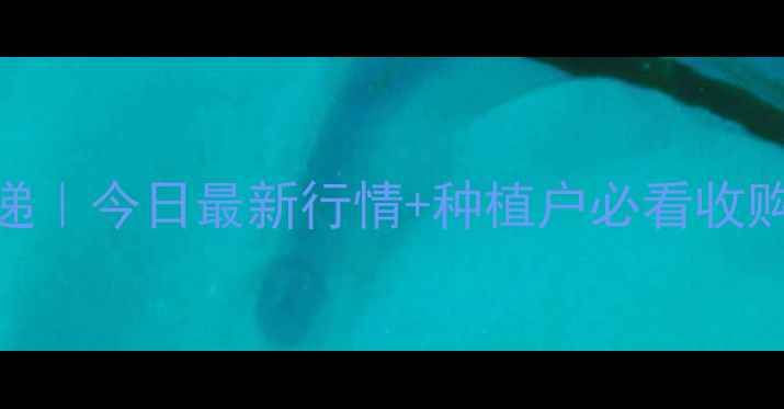 图片 吉林省玉米价格速递｜今日最新行情+种植户必看收购攻略，速存！🌾💰