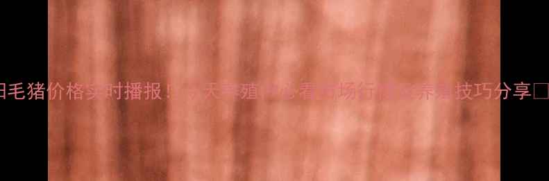 图片 济阳毛猪价格实时播报！今天养殖户必看市场行情及养殖技巧分享🐷💥1