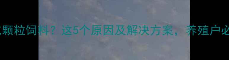 图片 猪不吃颗粒饲料？这5个原因及解决方案，养殖户必看！1