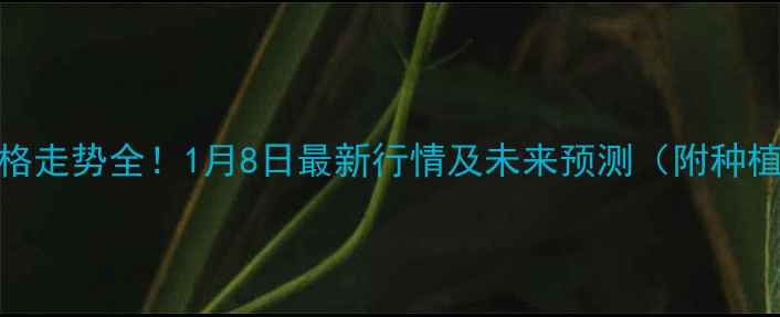 图片 玉米价格走势全！1月8日最新行情及未来预测（附种植建议）