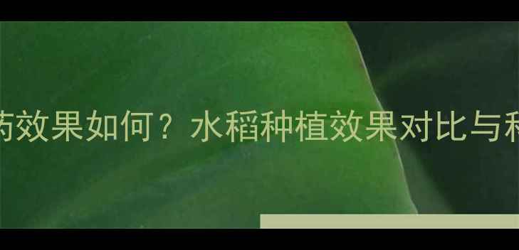 图片 稻夫品牌农药效果如何？水稻种植效果对比与科学施肥指南