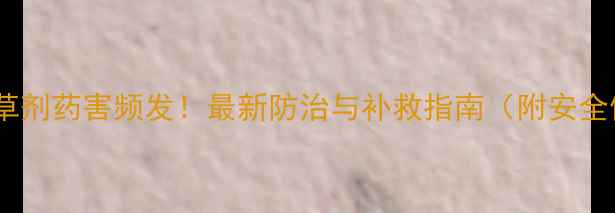 图片 精禾草克除草剂药害频发！最新防治与补救指南（附安全使用规范）1