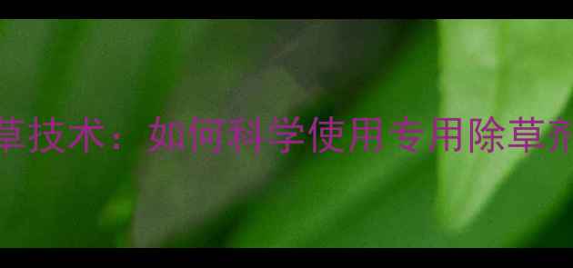 图片 蚕豆种植高效除草技术：如何科学使用专用除草剂提升产量与品质