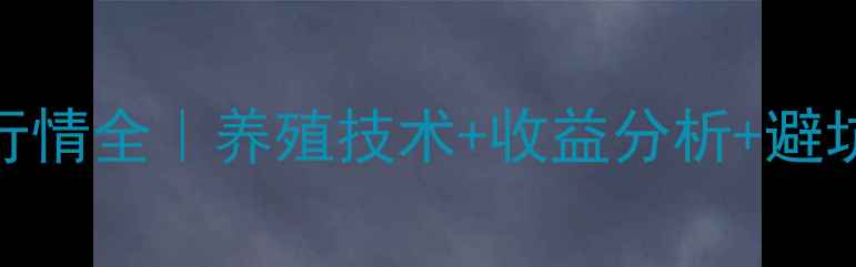 图片 贵州八八二毛鸡价格行情全｜养殖技术+收益分析+避坑指南（附最新数据）