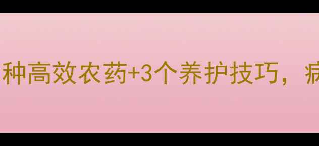 图片 金桔开花期管理全攻略｜3种高效农药+3个养护技巧，病虫害防治这样做最省心！