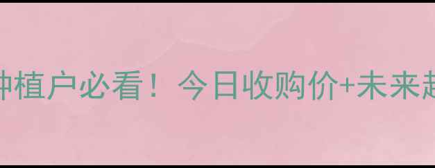 图片 长春玉米价格波动全｜种植户必看！今日收购价+未来趋势预测（附种植技巧）