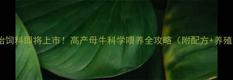 图片 🌟双包胎饲料即将上市！高产母牛科学喂养全攻略（附配方+养殖误区）1