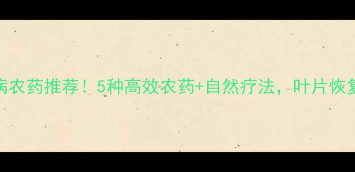 图片 🌱西葫芦黑星病农药推荐！5种高效农药+自然疗法，叶片恢复快产量翻倍💊