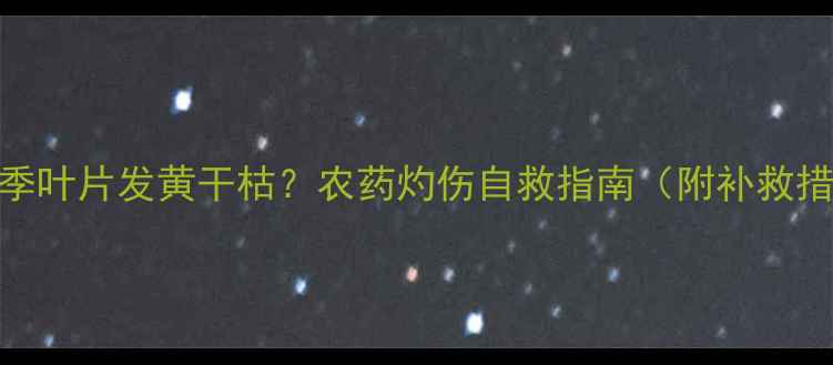 图片 🌹月季叶片发黄干枯？农药灼伤自救指南（附补救措施）