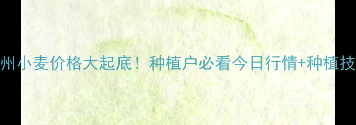 图片 🌾定州小麦价格大起底！种植户必看今日行情+种植技巧🌾