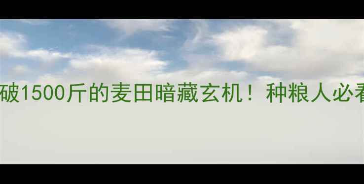 图片 🌾河北优质小麦价格全亩产破1500斤的麦田暗藏玄机！种粮人必看市场趋势+科学种植指南🌾