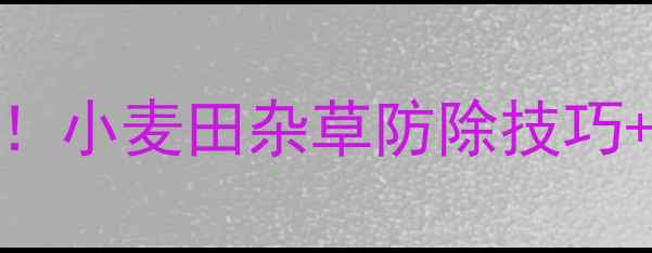 图片 🌾苯磺隆1号和2号使用全攻略！小麦田杂草防除技巧+安全用药指南（附浓度配比）