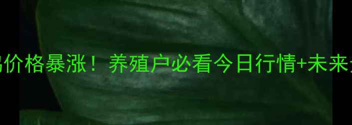 图片 🔥江苏肉毛鸡价格暴涨！养殖户必看今日行情+未来走势分析🔥🏮