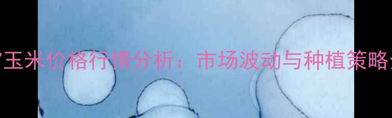 图片 817玉米价格行情分析：市场波动与种植策略全1