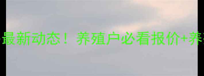 图片 817鸡苗价格最新动态！养殖户必看报价+养殖技巧全🐔2