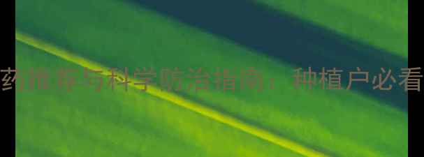 图片 专治根腐病的农药推荐与科学防治指南：种植户必看的病害应对方案