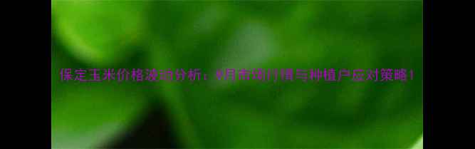 图片 保定玉米价格波动分析：9月市场行情与种植户应对策略1