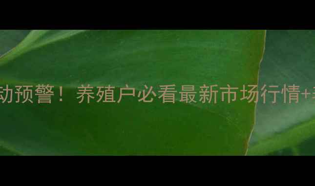 图片 全国猪价波动预警！养殖户必看最新市场行情+养殖技巧🔥2