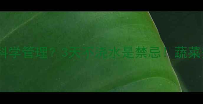 图片 农药喷施后如何科学管理？3天不浇水是禁忌！蔬菜安全养护全攻略2