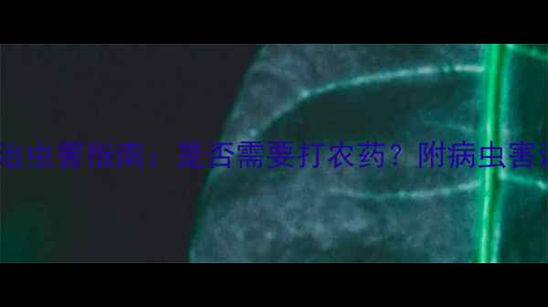 图片 南瓜种植必看！科学防治虫害指南：是否需要打农药？附病虫害识别与有机管理全攻略1