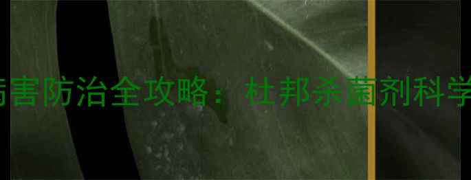 图片 土豆种植病害防治全攻略：杜邦杀菌剂科学使用指南1