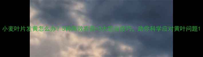 图片 小麦叶片发黄怎么办？5种高效农药+3大防治技巧，助你科学应对黄叶问题1