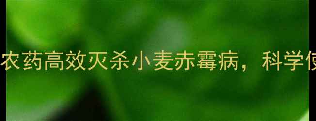 图片 山东农户实测：甲王角农药高效灭杀小麦赤霉病，科学使用指南与注意事项全1