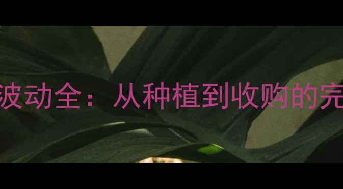 图片 新疆玉米价格波动全：从种植到收购的完整产业链🌾📊