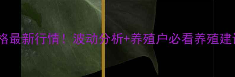 图片 新郑市今日生猪价格最新行情！波动分析+养殖户必看养殖建议（附数据图表）1