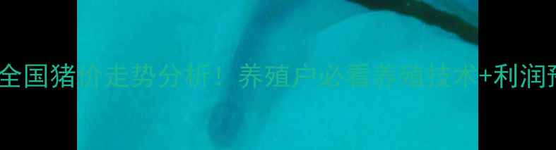 图片 最新全国猪价走势分析！养殖户必看养殖技术+利润预测1