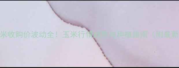 图片 朔州玉米收购价波动全！玉米行情趋势与种植指南（附最新数据）