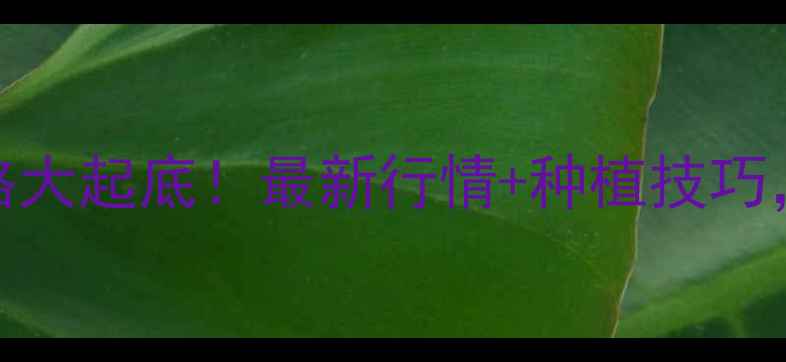 图片 枣庄玉米价格大起底！最新行情+种植技巧，农民必看！