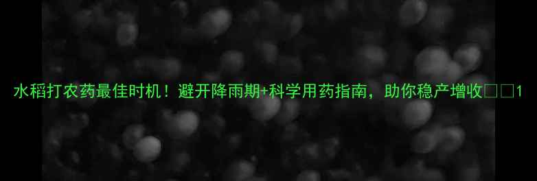 图片 水稻打农药最佳时机！避开降雨期+科学用药指南，助你稳产增收🌾💦1
