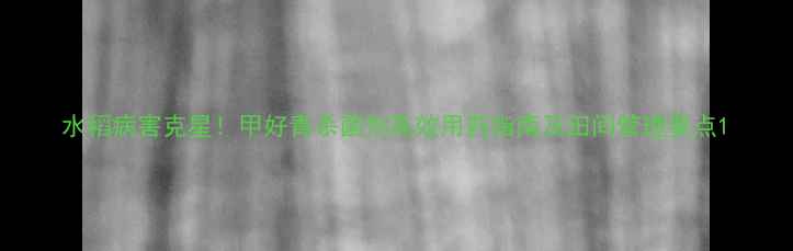 图片 水稻病害克星！甲好青杀菌剂高效用药指南及田间管理要点1