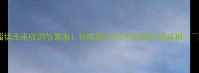 图片 淄博玉米收购价暴涨！每吨涨500元背后的市场真相🌾💰1