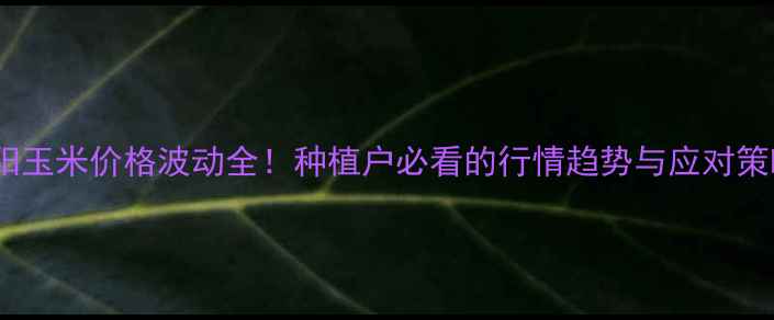 图片 濮阳玉米价格波动全！种植户必看的行情趋势与应对策略2