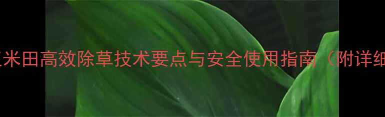 图片 烟嘧磺隆在玉米田高效除草技术要点与安全使用指南（附详细操作流程）2