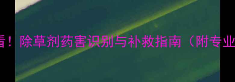 图片 茴香种植必看！除草剂药害识别与补救指南（附专业解决方案）1