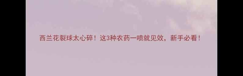 图片 西兰花裂球太心碎！这3种农药一喷就见效，新手必看！