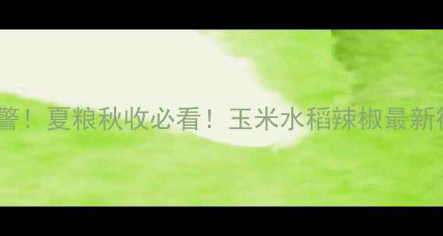 图片 贵州农业价格波动预警！夏粮秋收必看！玉米水稻辣椒最新行情+种植避坑指南🌾