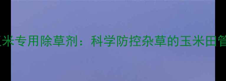 图片 金玉亮玉米专用除草剂：科学防控杂草的玉米田管理利器1