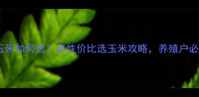 图片 饲料玉米如何选？高性价比选玉米攻略，养殖户必看！1