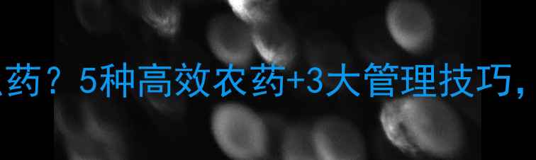 图片 🌟杨梅幼果期用什么药？5种高效农药+3大管理技巧，助你稳产增收！🌟2