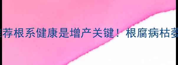 图片 🌱5大特效农药推荐根系健康是增产关键！根腐病枯萎病黄化病全攻略