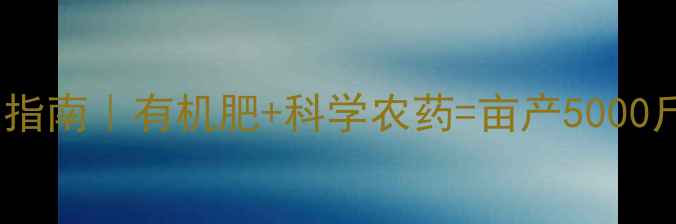 图片 🌱仔姜全周期养护指南｜有机肥+科学农药=亩产5000斤的秘诀大公开🌱1