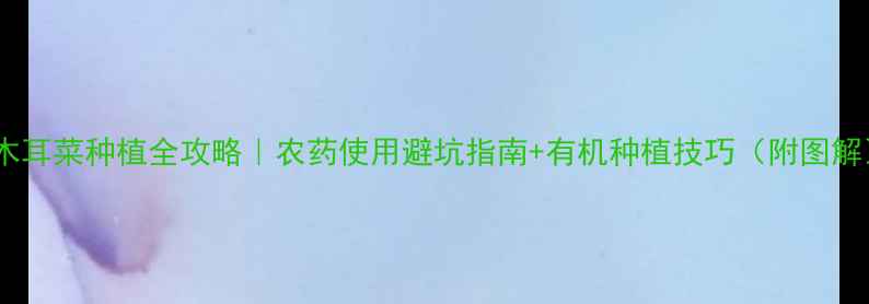 图片 🌱木耳菜种植全攻略｜农药使用避坑指南+有机种植技巧（附图解）1