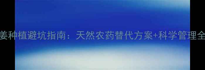 图片 🌱生姜种植避坑指南：天然农药替代方案+科学管理全攻略